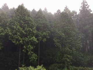 雨の森林